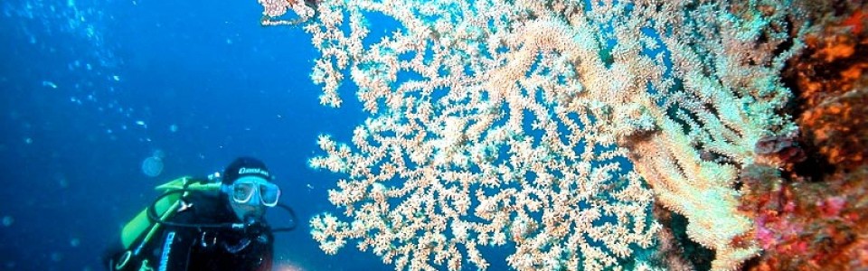 Професійне водолазне обладнання спорядження для дайвінгу водолазні костюми аксесуари ножі для підводного полювання Польща